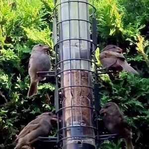 Meet your Posher, Goyanes